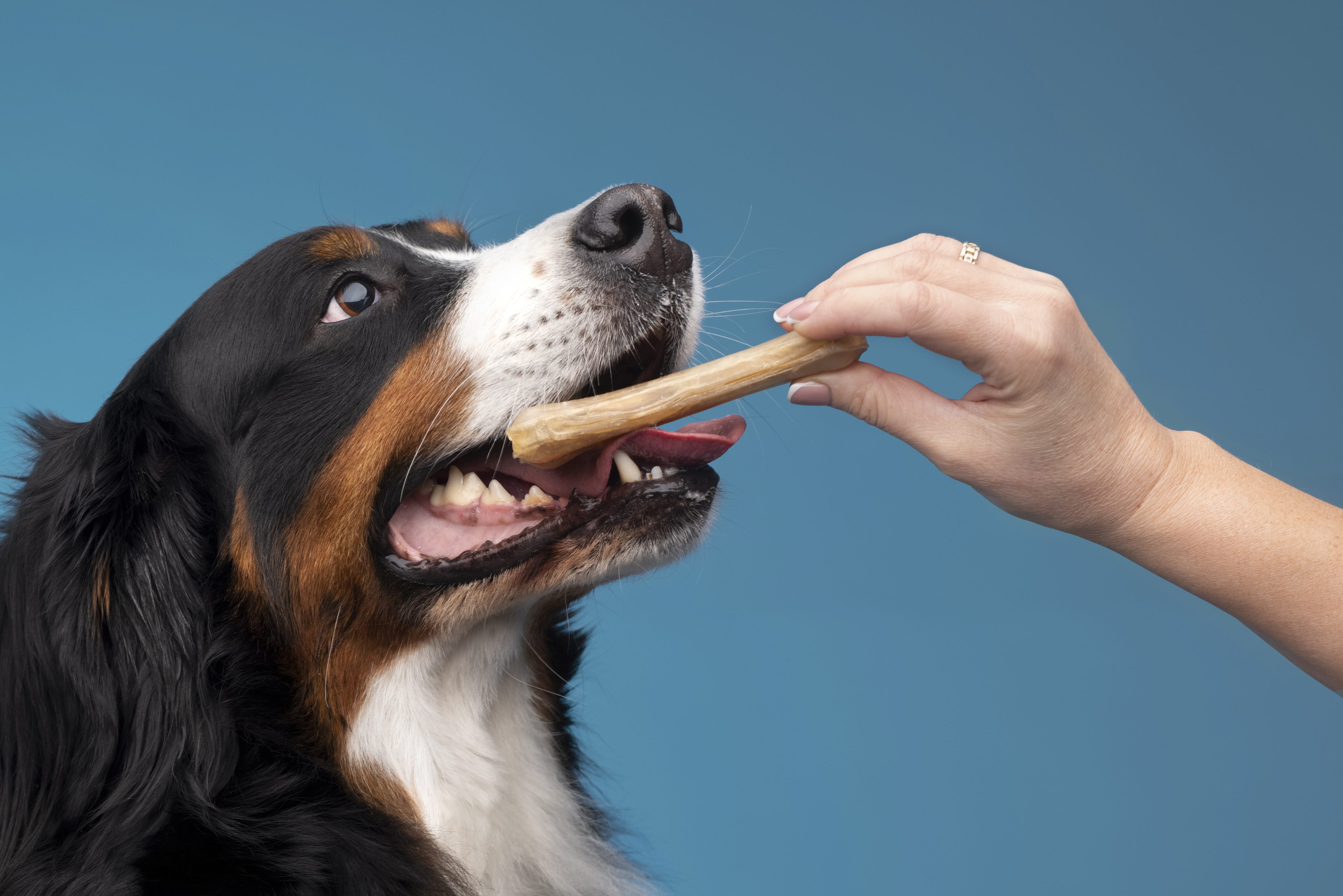 Wenn Liebe durch den Magen geht und warum Übergewicht bei Hunden kein "leichtes" Problem ist